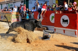 É Toiro Lindo! 