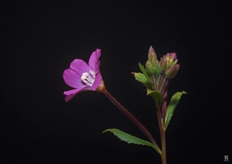 micro flor (13) 