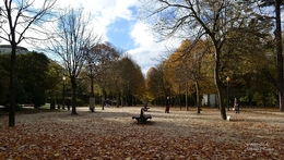 Avenida das Tílias (Palácio de Cristal) 