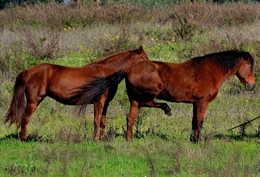 Dois Cavalos (Não Citroen) 