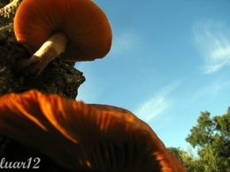 cogumelos 