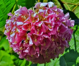 Dombeia (Dombeya Wallichii) 