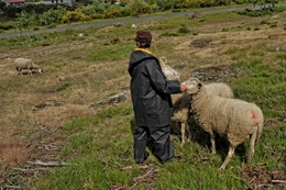 A pastora e a ovelha 