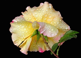 Rosa à chuva 