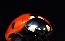 coccinella septempunctata 