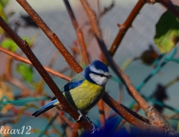 chapin azul 