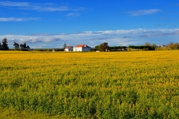 Yellow Fields 