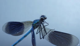 calopteryx splendens (macho) 