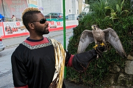 Falcão peregrino 