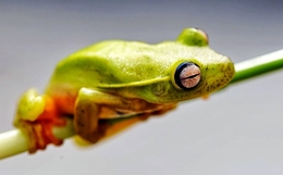 Hyla arborea 