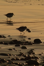 Fim de tarde na praia... 