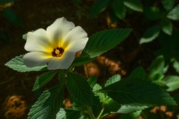 Turnera ulmifolia 'Elegans' 