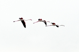 Flamingos 