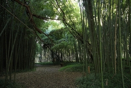 Traços de bambu 