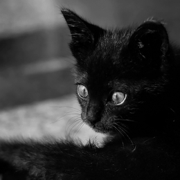 Kitty in Black 
