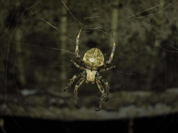 aranha na noite 