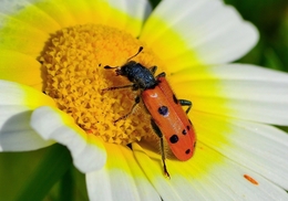 Escaravelho (Trichodes octopunctatus) 