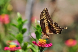 borboleta em ação 