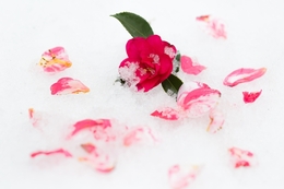 Camellia on the Snow 