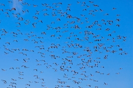 A GRANDE INVASÃO DOS FLAMINGOS 