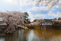 Sakura Landscape 