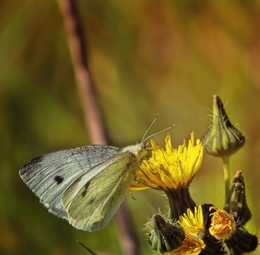 A borboleta 