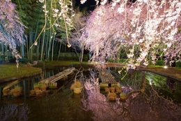 Cherry Trees at Evening 