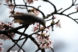 A bird and Cherry blossom 