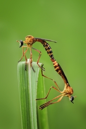 Mating Hang 