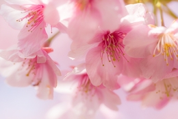 Shower of Kawazu Cherry Blossoms 