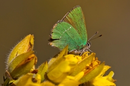 Verde sobre amarelo. 