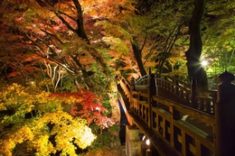 Beauty of Autumn in Japan 