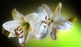 Lilium 