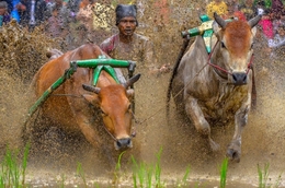 PACU JAWI 