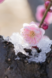 Searching for Plum Blossoms in Snow 