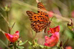 borboleta no jardim 