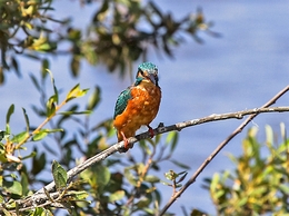 À PROCURA DE UM PEIXINHO 