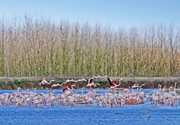 RETEMPERAR FORÇAS - FLAMINGOS 