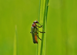 Cantharis Fusca 