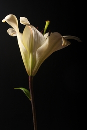 Lilium 