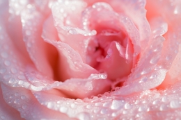 Closeup of a Pink French Lace 