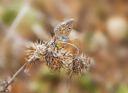 DA FLOR RESTA O ESQUELETO 