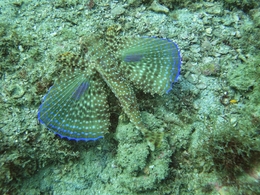  Falso peixe voador (Dactylopterus volitans) 