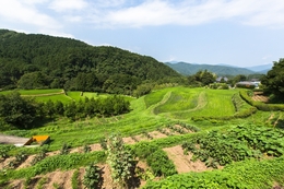 Nature in Japan of Summer 