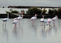 Flamingos 2015 