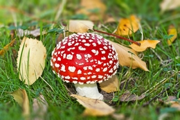 CAPUCHINHO VERMELHO 