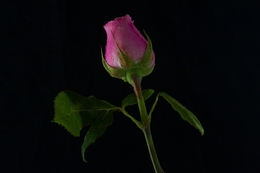 Rosa II 