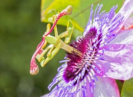 FLOR DE MARACUJÁ 