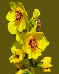 Flores em Amarelo 