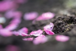 Plum Blossoms Petals 